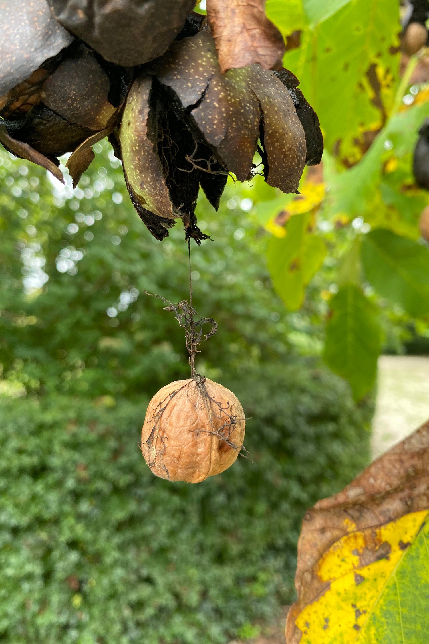 RONA - walnut dye